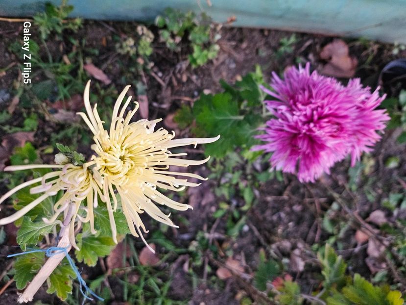  - Crizanteme 22 23 24