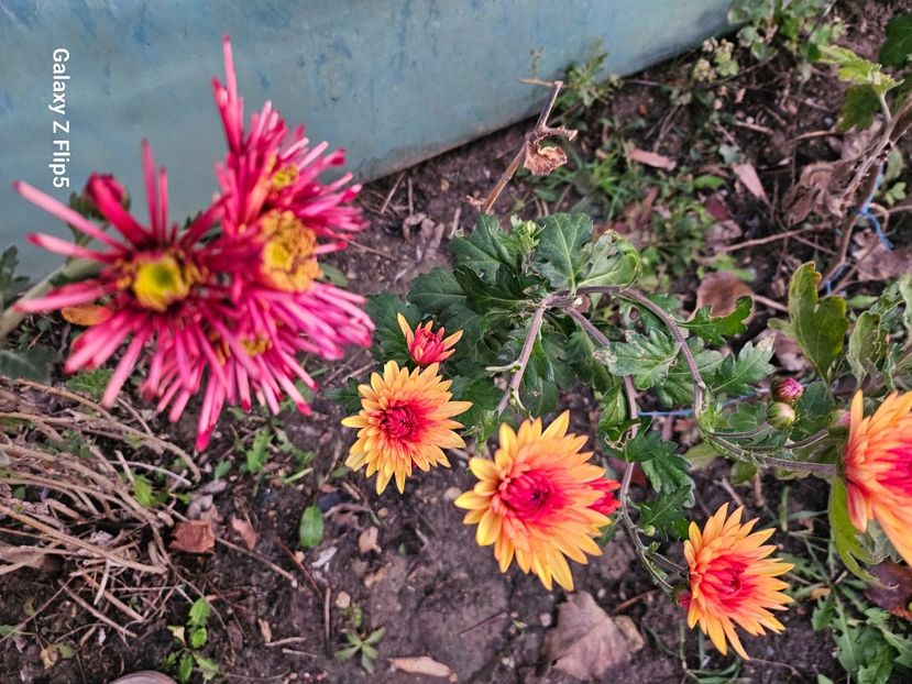  - Crizanteme 22 23 24