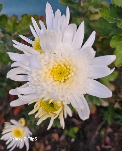  - Crizanteme 22 23 24