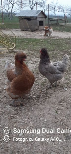 Screenshot_20241119-010826_Gallery - gaini motate barboase si golase 2024