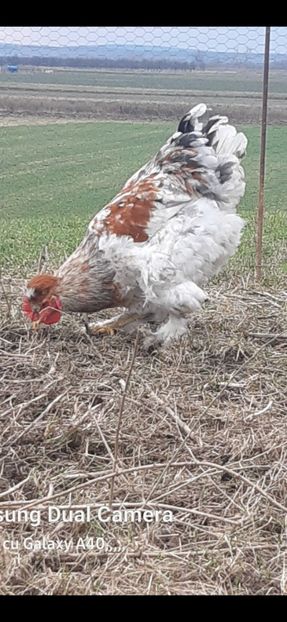 Screenshot_20241119-010753_Gallery - gaini motate barboase si golase 2024