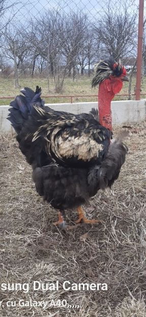 Screenshot_20241119-010737_Gallery - gaini motate barboase si golase 2024