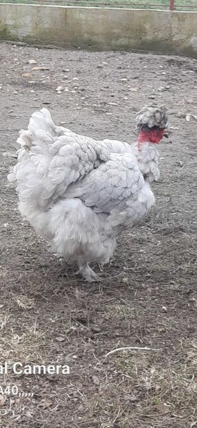 Screenshot_20241119-010727_Gallery - gaini motate barboase si golase 2024