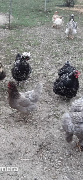 Screenshot_20241119-011303_Gallery - gaini motate barboase si golase 2024