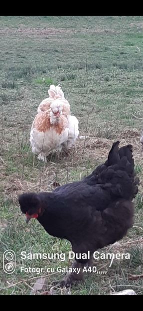 Screenshot_20241119-011226_Gallery - gaini motate barboase si golase 2024