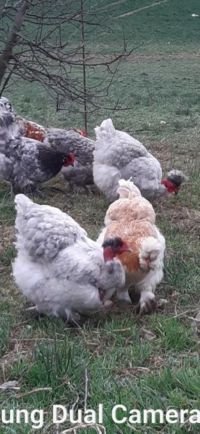 Screenshot_20241119-011152_Gallery - gaini motate barboase si golase 2024