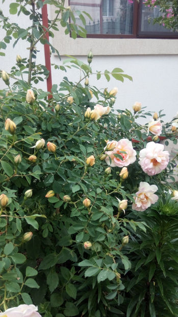 photo_1494309192535_2336 - 2024