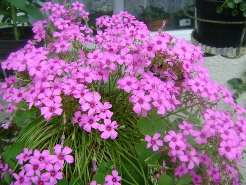  - 0 OXALIS