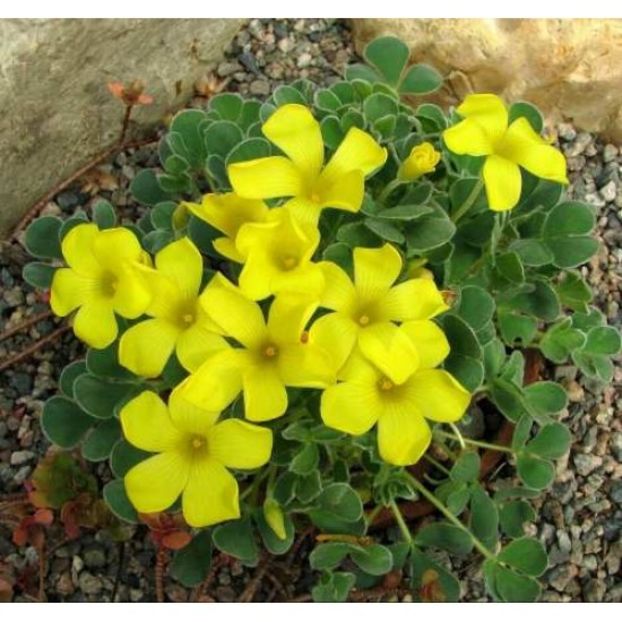  - 0 OXALIS