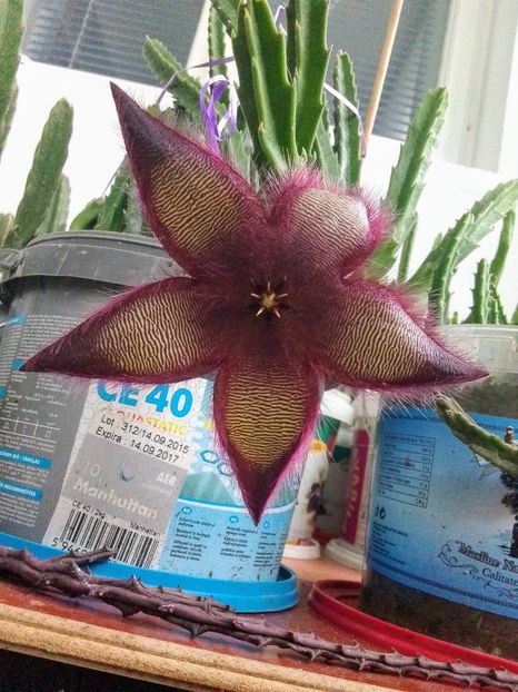 Stapelia gettleffii - Steaua serifului