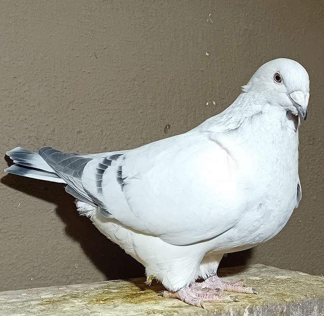  - 8femele azur matca 2021