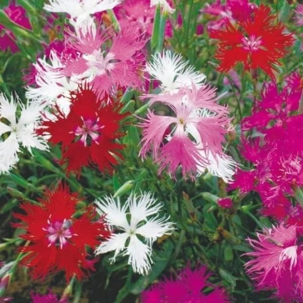  - SEMINTE GAROFITE - D 223 DIANTHUS PLUMARIUS MIX