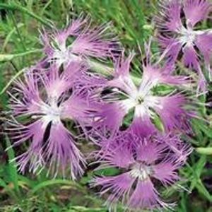  - SEMINTE GAROFITE - D 223 DIANTHUS PLUMARIUS MIX