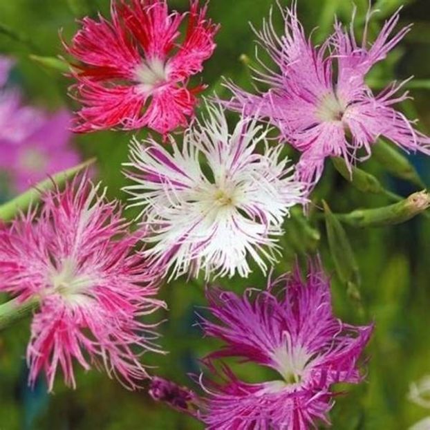  - SEMINTE GAROFITE - D 223 DIANTHUS PLUMARIUS MIX