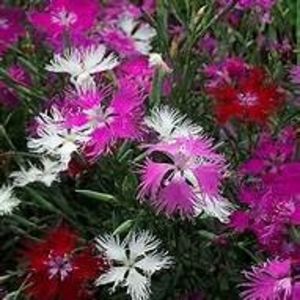  - SEMINTE GAROFITE - D 223 DIANTHUS PLUMARIUS MIX