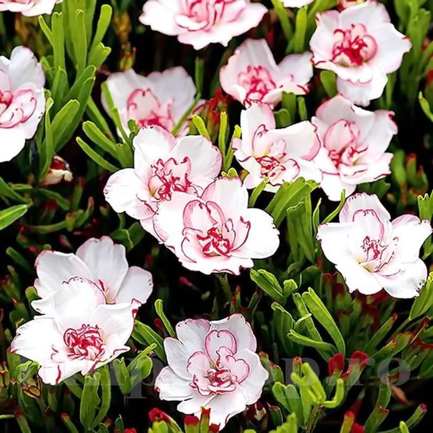  - 0 OXALIS