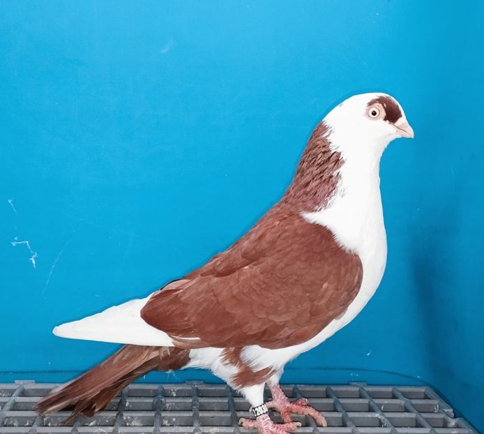 22038(22)  Mascul  2023 - Jucători de Galați