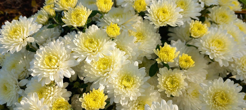  - Crizanteme