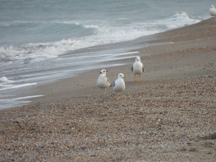  - Vacanta la mare
