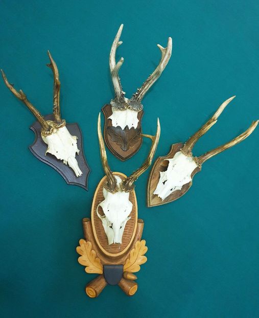 S_42 - Seturi de trofee pentru decoruri rustice în vile și pensiuni