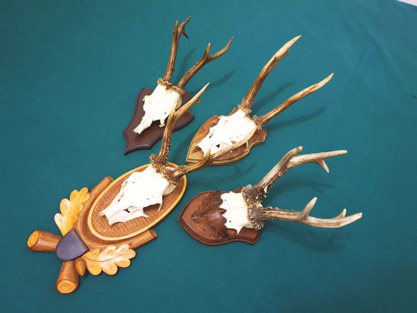 S_42 - Seturi de trofee pentru decoruri rustice în vile și pensiuni