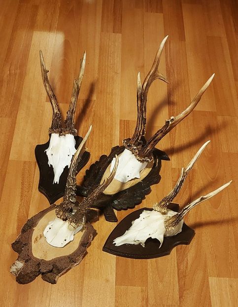 Set_44 - Seturi de trofee pentru decoruri rustice în vile și pensiuni