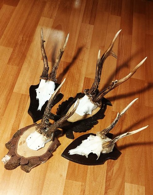 Set_44 - Seturi de trofee pentru decoruri rustice în vile și pensiuni