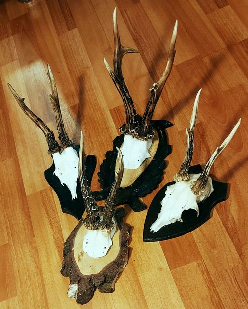 Set_44 - Seturi de trofee pentru decoruri rustice în vile și pensiuni