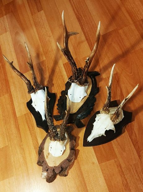 Set_44 - Seturi de trofee pentru decoruri rustice în vile și pensiuni