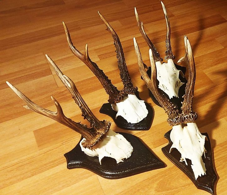 Set_52 - Seturi de trofee pentru decoruri rustice în vile și pensiuni