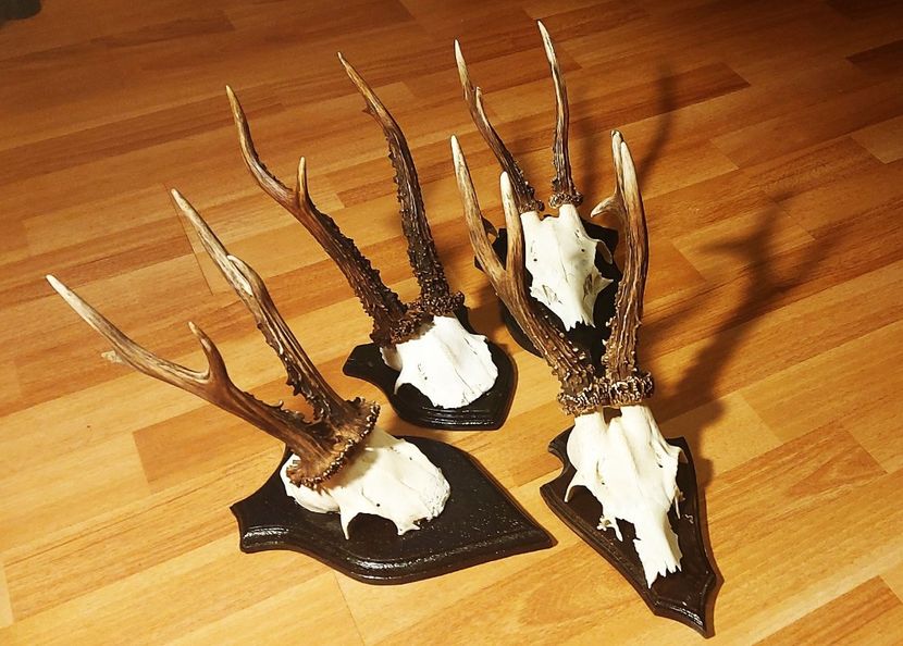 Set_52 - Seturi de trofee pentru decoruri rustice în vile și pensiuni