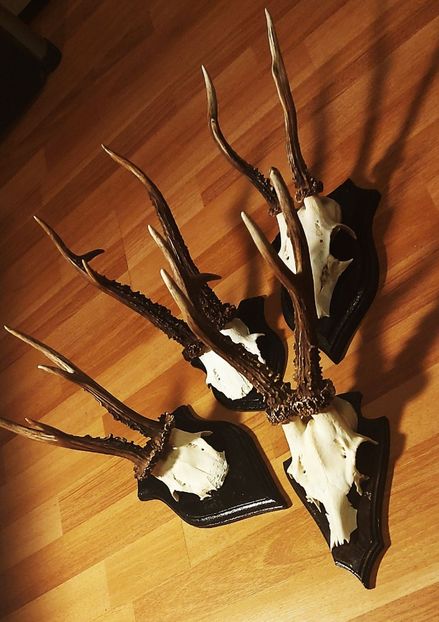 Set_52 - Seturi de trofee pentru decoruri rustice în vile și pensiuni