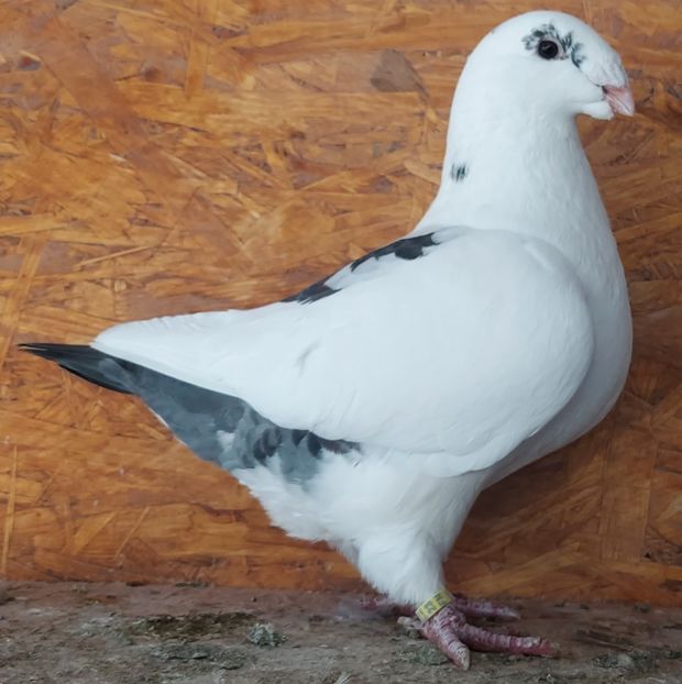  - 3---AGH DAȚI 2019 - 2025