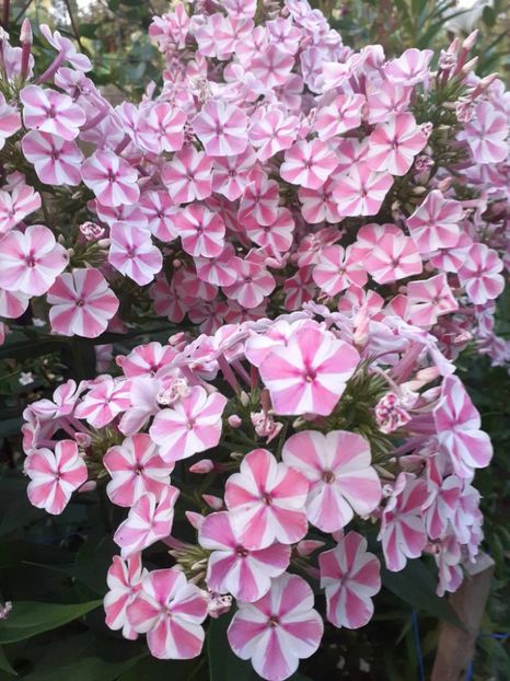  - 0 Phlox
