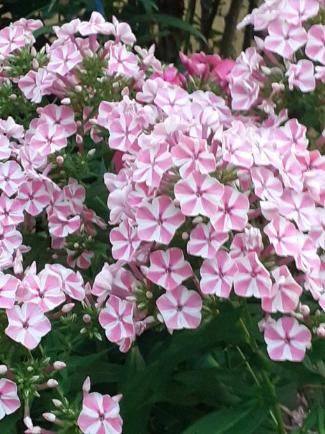  - 0 Phlox