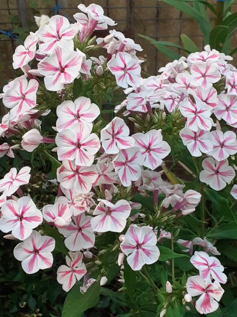  - 0 Phlox
