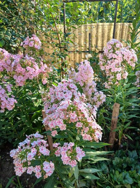  - 0 Phlox