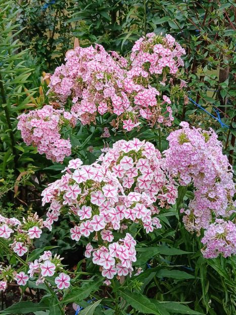  - 0 Phlox