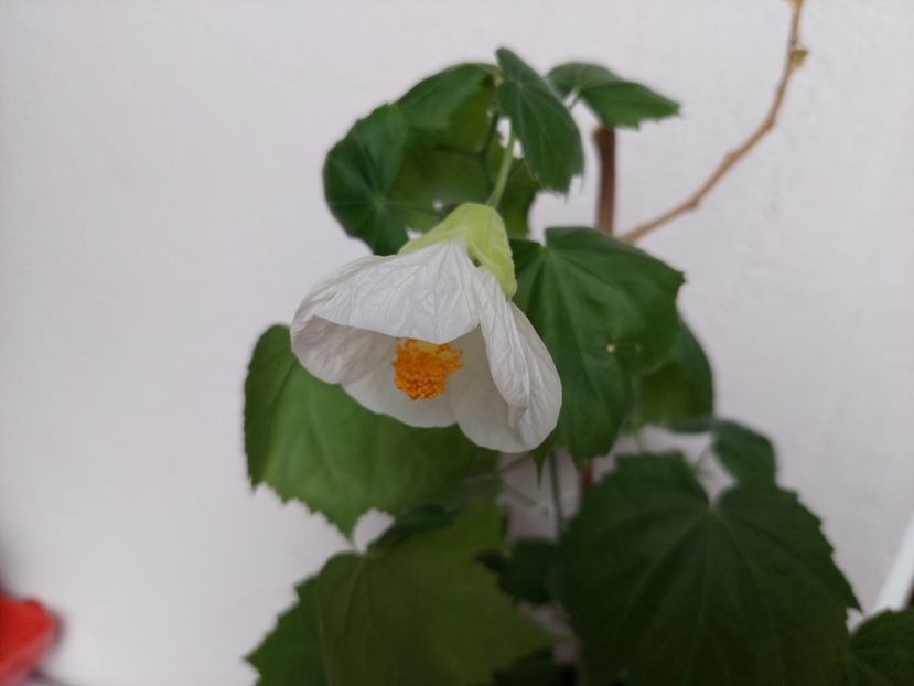 Abutilon alb(21-XI-2024) - Abutiloni 2024