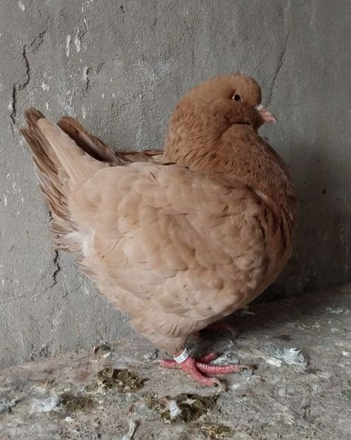 IMG-20241120-WA0017 - Kingi