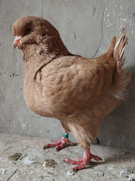 IMG-20241120-WA0005 - Kingi