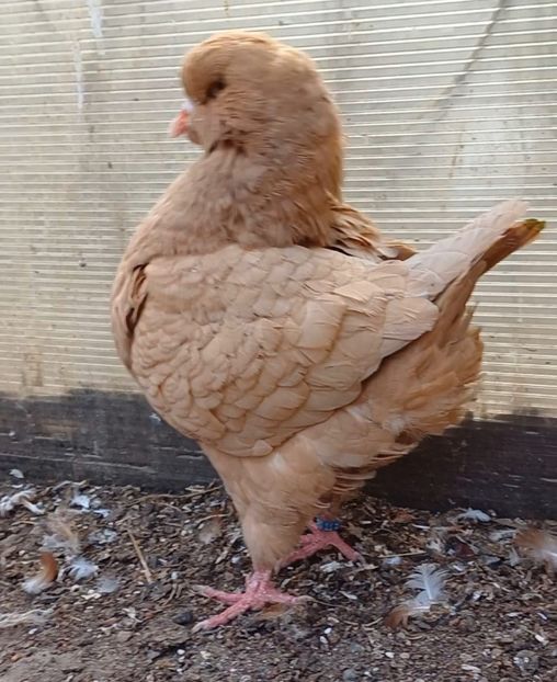 IMG-20241116-WA0020 - Kingi