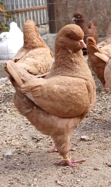 IMG-20241116-WA0016 - Kingi