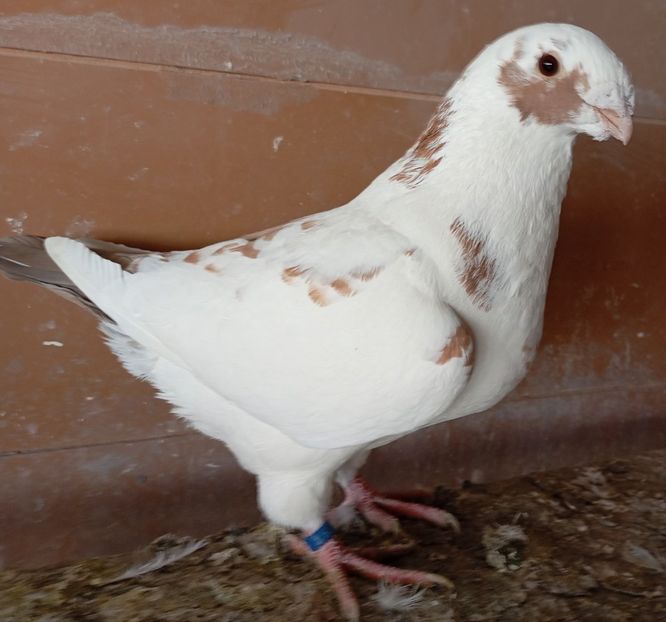 M 2024 - AGH PENTRU 2025