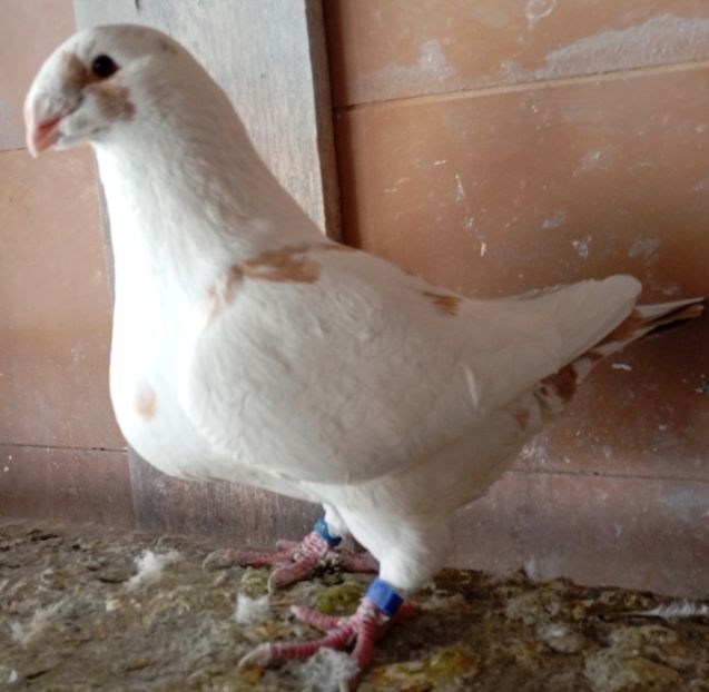 F 2024 - Agh vanduti 2019-2020-2021-2022-2024 2025