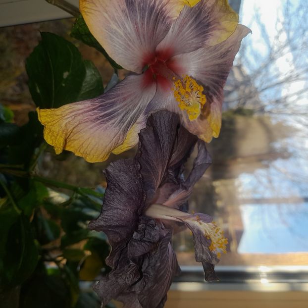  - DPs Black Treasure