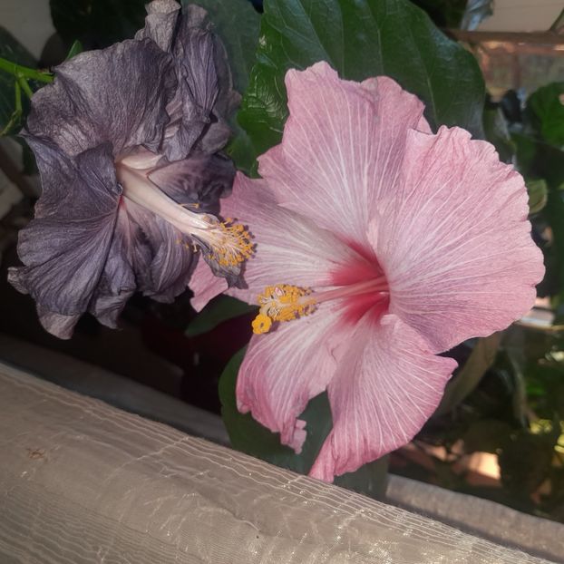  - DPs Black Treasure