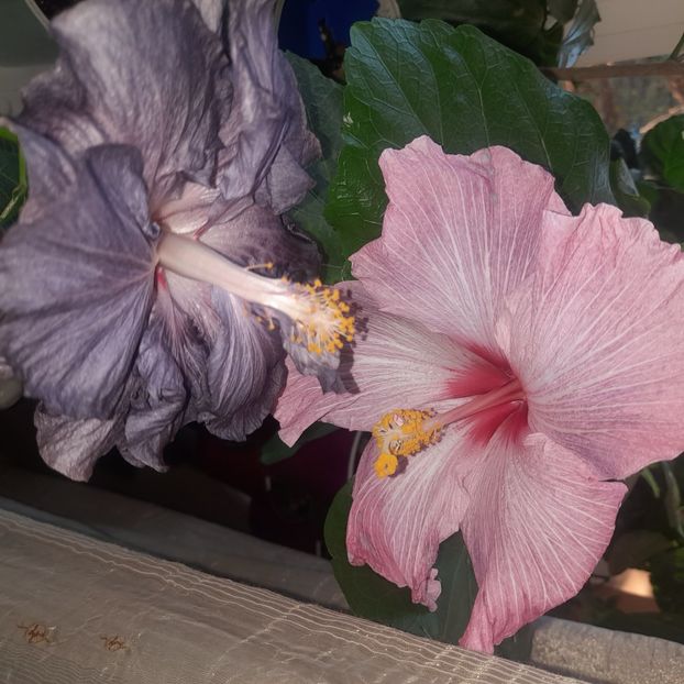  - DPs Black Treasure