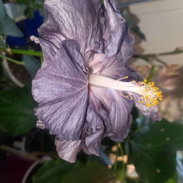  - DPs Black Treasure