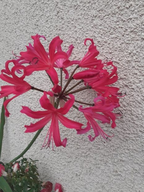  - 0 Nerine bovdenii